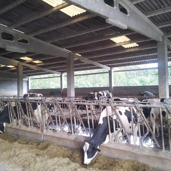Granja de leche en Galicia con placas solares